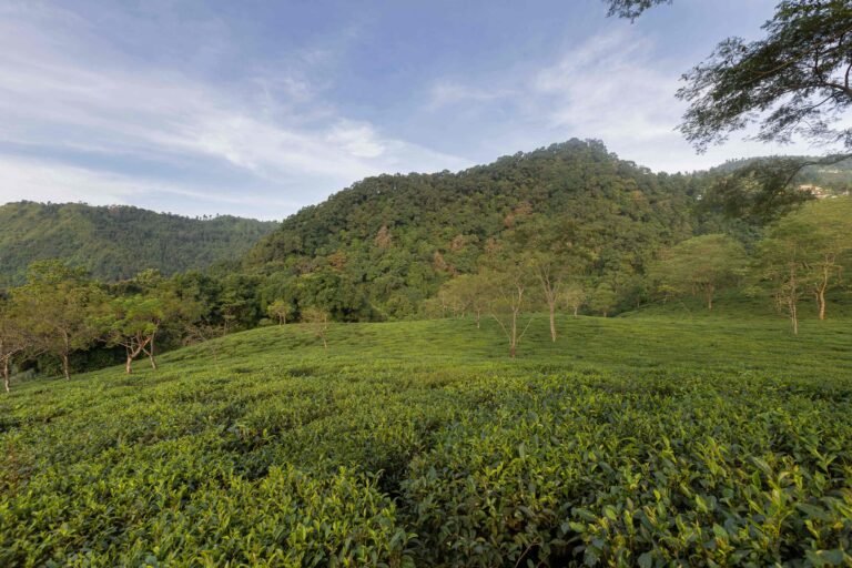 20.0S0A6409.makaibari-social-media-images