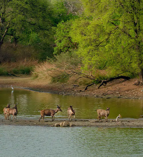 Kaziranga