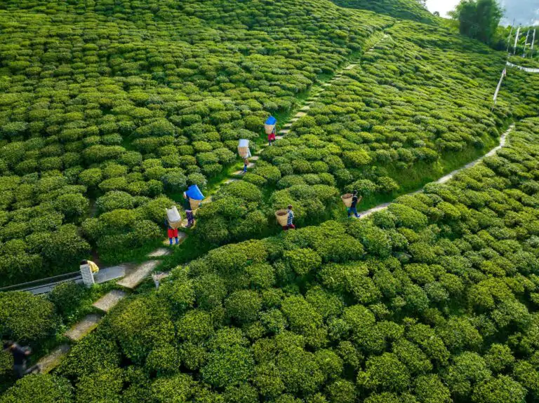 DJI_0518-2